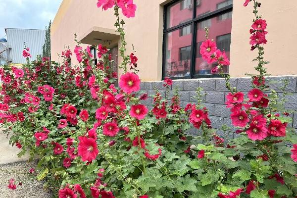 1753862054533875.jpg 花廊.jpg