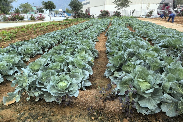 1741138433208903.jpg 2.jpg